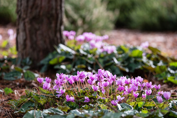 Obraz premium Clumps of pink cyclamen flowers growing under a tree, photographed in a garden in Wisley, Surrey UK. 