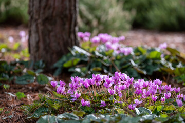 Obraz na płótnie Canvas Clumps of pink cyclamen flowers growing under a tree, photographed in a garden in Wisley, Surrey UK. 