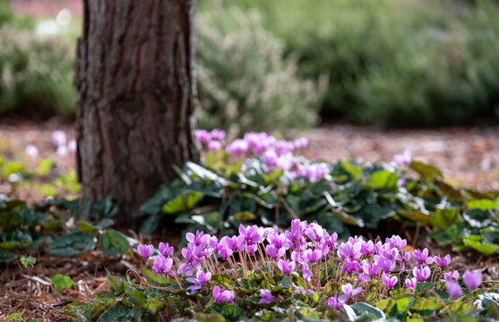 Clumps of pink cyclamen flowers growing under a tree, photographed in a garden in Wisley, Surrey UK. 