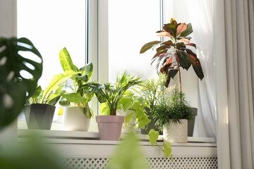 Beautiful potted houseplants on window sill indoors