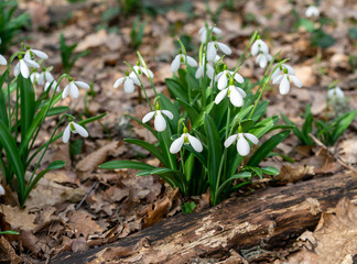 delicate white galanthus flowers in the wild on a sunny day, the first snowdrops on a spring day.