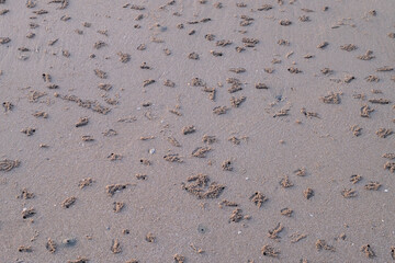 The sandy floor with holes of crabs all over the area.
