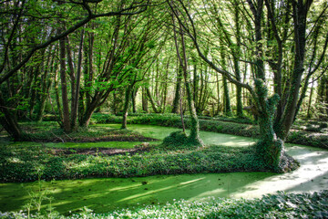 Beautiful Swamp Pond, in Irish Woodland, Abstract