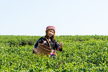 Farmer picking tea leave in the terraced tea fields. two woman collecting some green tea leaf.Tea is traditional drink in some country at asia as japan, Thailand, vietnam, china, korea.