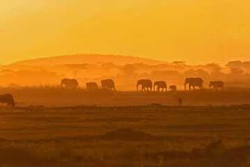 Paysage coucher de soleil en brousse ombre chinoise avec éléphants Afrique, Kenya