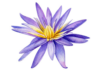 Lotus watercolor isolated on white background. Hand painted violet lotus flower. Botany illustration.