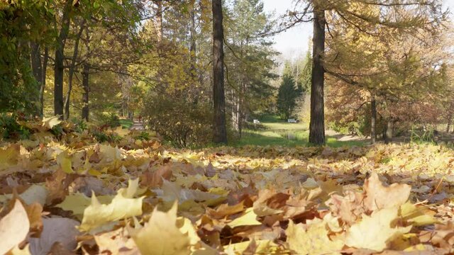 Yellow dry autumn leaves on the footpath in Catherine Park in the town of Tsarskoye Selo, Pushkin. High quality 4k footage
