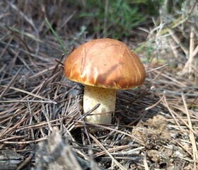 Seta marrón en la montaña entre pinos