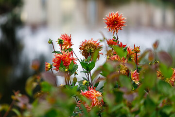 A bush with red dahlias. against the background of an autumn landscape.