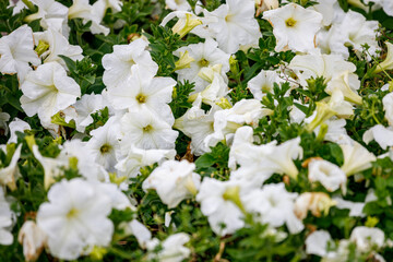 Beautiful white flowers close-up.
