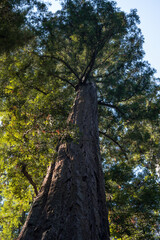 Sequoia tree in one of the National Parks of California, United States