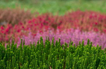 Colourful calluna vulgaris low growing heather flowers, photographed in a garden in Wisley, Surrey UK.