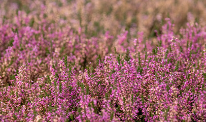 Colourful calluna vulgaris low growing heather flowers, photographed in a garden in Wisley, Surrey UK.