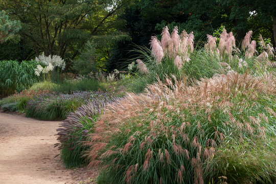 Ornamental grasses, photographed in the autumn in London UK.
