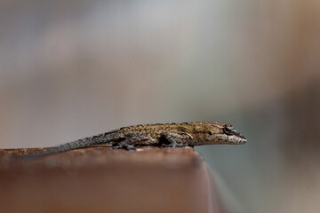 Brwon lizard close-up.