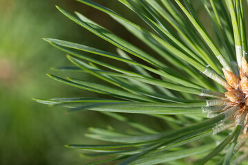 Close up of pine tree