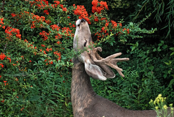 young buck eating berries off a tree - Powered by Adobe