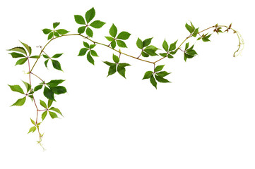 Parthenocissus waved twig with green leaves in a corner arrangement isolated on white