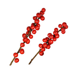 Set of Winterberry Holly (Ilex verticillata) twigs with red berries isolated