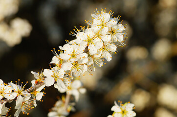 Close-up of sloe flowers in spring.