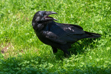 Close upp of a Raven caw sitting on a meadow.