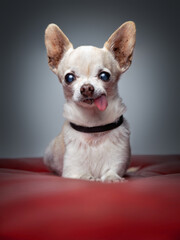 studio shot of a cute dog on an isolated background