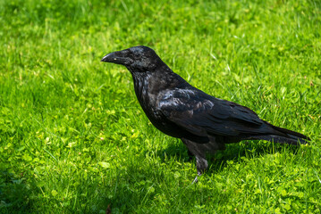 Obraz premium Common Raven sitting on a meadow.