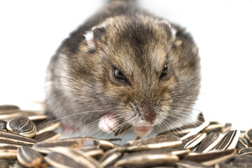 Dwarf hamster eating sunflower seed isolated on the white background.