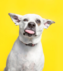 studio shot of a cute dog on an isolated background