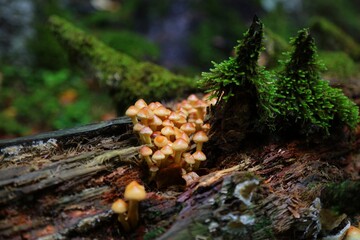 Sulphur tuft mushrooms in Spain