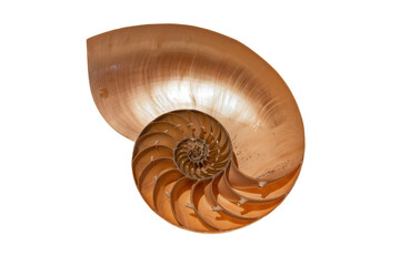 Cross section of the shell of a Nautilus. The nautilus is a pelagic marine mollusc of the cephalopod family Nautilidae.