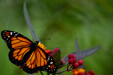 MONARCH BUTTERFLIES DRYING THEIR WINGS