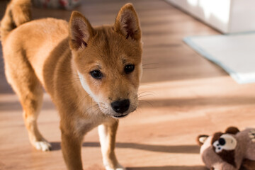 Close-up of a red shiba inu dog puppy