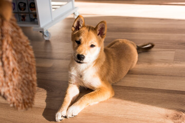 Red shiba inu dog puppy lying on a wood floor