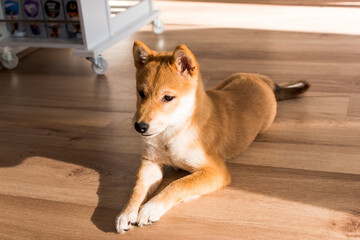 Red shiba inu dog puppy lying on a wood floor