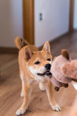 Red shiba inu dog puppy pulling on a toy