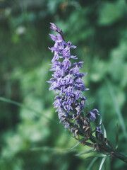Wilde Orchidee in Norwegen