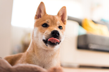 Close-up of a red shiba inu dog puppy smacking its lips