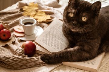 Cute cat lying on open book surrounded with scattered red apples, autumnal yellow leaves and coffee cup