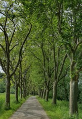 A path leading through an alley of tall trees.