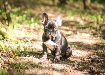 Eine französische Bulldogge im Grünen.