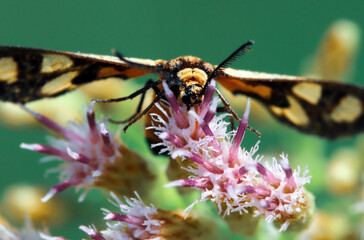 Dramatic artistic macro photography closeup of insect Wasp Moth . Beautiful winged creature in sunlight.