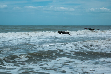 The Brown Pelican (Pelecanus occidentalis) is Flying Over the Sea for Hunting in Palomino's Beach in Colombia