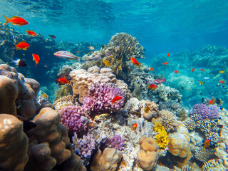 Fototapeta na wymiar colorful corals and exotic fishes at the bottom of the red sea. beautiful natural summer background