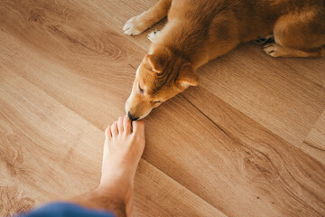 Red shiba inu dog puppy lying on a wood floor smelling a foot
