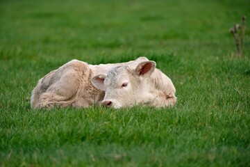 Un petit veau Charolais couché dans l'herbe.