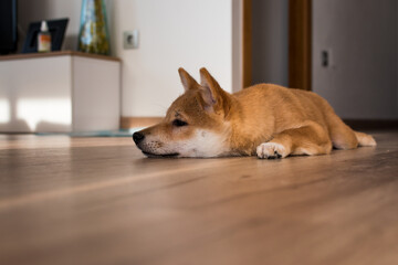 Red shiba inu dog puppy resting on a wood floor
