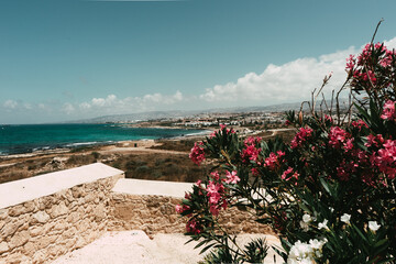 Amazing view of the Cyprus coast with plant frame. The city in the background, the azure ocean, a beautiful beach. A warm, sunny summer day. Pink flowers.