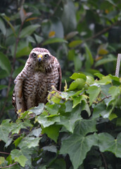 LARGE BIRD LOOKING DOWN FROM A TREE
