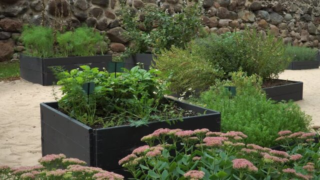 Outdoors gardening sample with the growing medicinal plants in wooden boxes. Decorative garden objects in an urban landscape design. The castle ruins park in Dobele, Latvia.